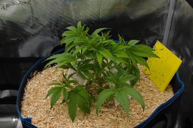 Forbidden Orange HappyPlant420. Week 5 - Day 33