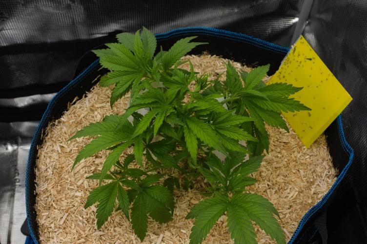Forbidden Orange HappyPlant420. Week 5 - Day 33