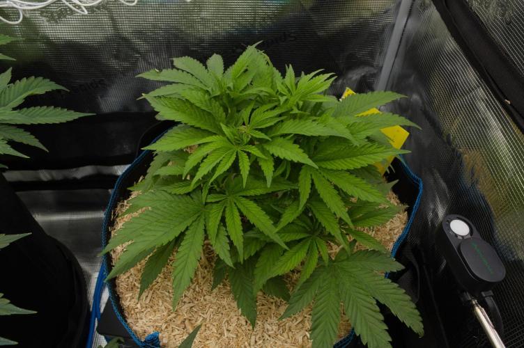 Forbidden Orange HappyPlant420. Week 5 - Day 35
