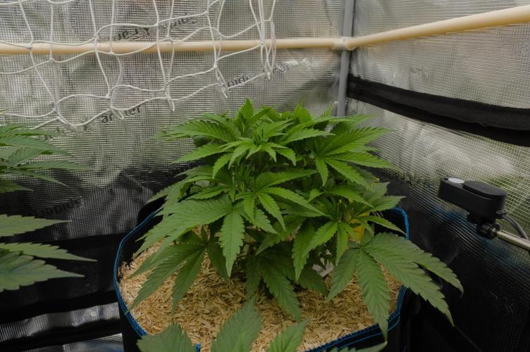 Forbidden Orange HappyPlant420. Week 5 - Day 35