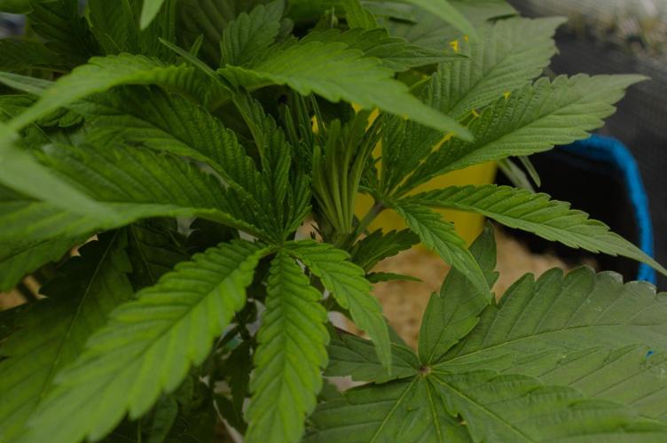 Forbidden Orange HappyPlant420. Week 5 - Day 35