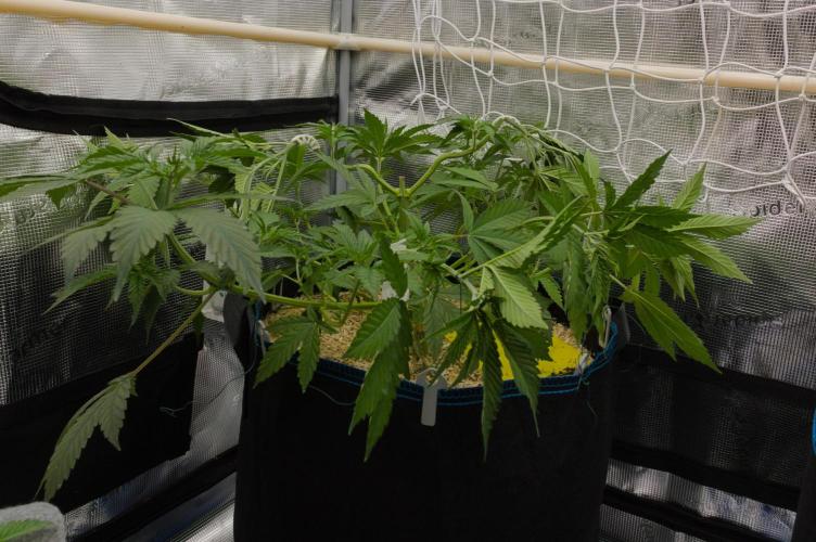 Lemon Z Dutch Passion. Week 5 - Day 33