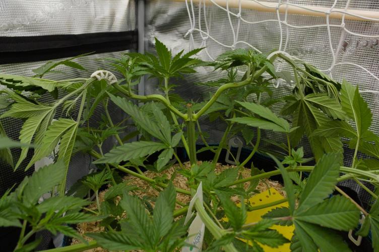 Lemon Z Dutch Passion. Week 5 - Day 33