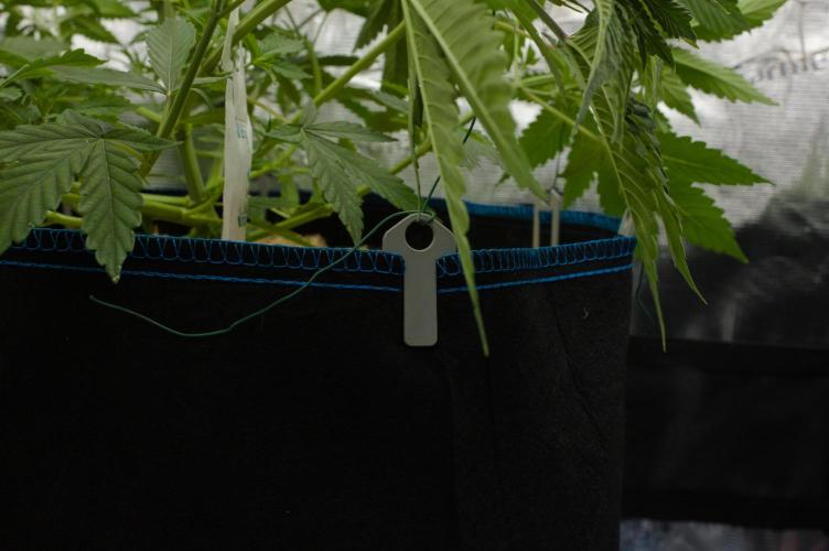 Lemon Z Dutch Passion. Week 5 - Day 33