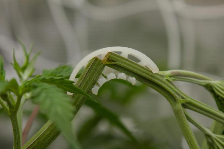 Lemon Z Dutch Passion. Week 5 - Day 33