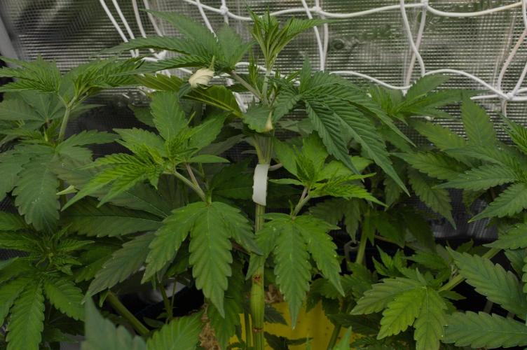 Lemon Z Dutch Passion. Week 5 - Day 35