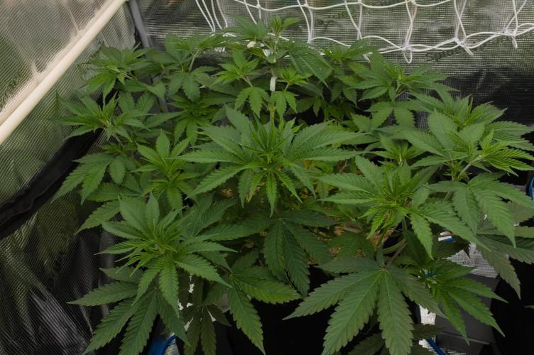 Lemon Z Dutch Passion. Week 5 - Day 35