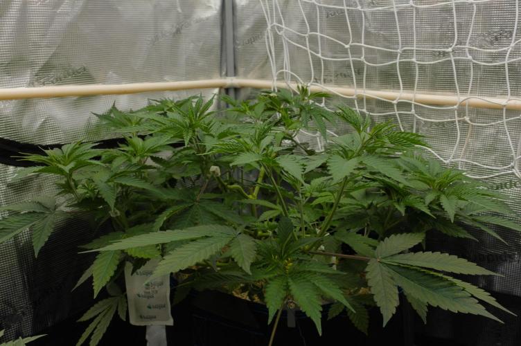 Lemon Z Dutch Passion. Week 5 - Day 35