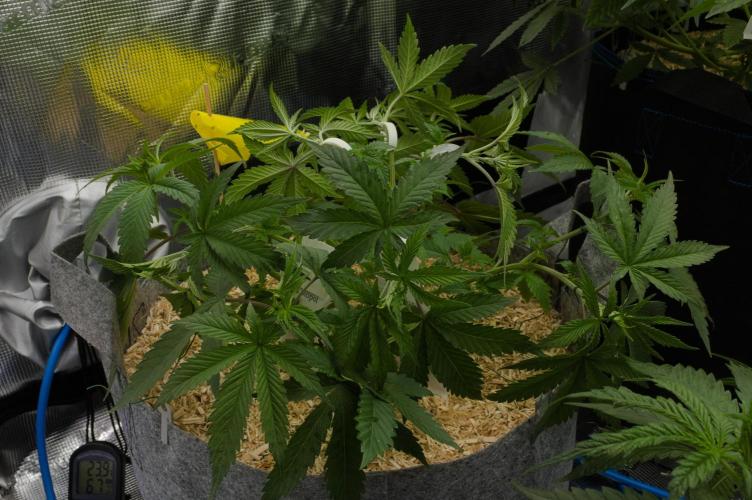 Pink Banana Runtz Dutch Passion. Week 5 - Day 34 after lst and defo
