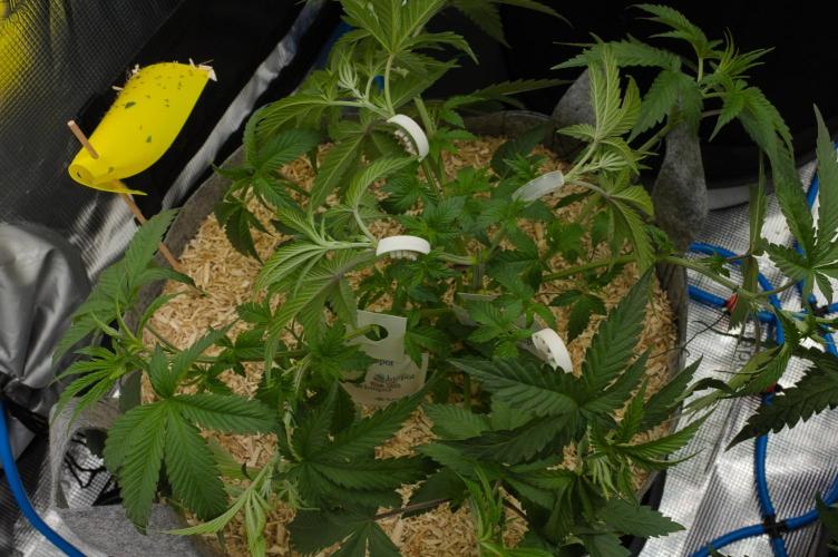 Pink Banana Runtz Dutch Passion. Week 5 - Day 34 after lst and defo