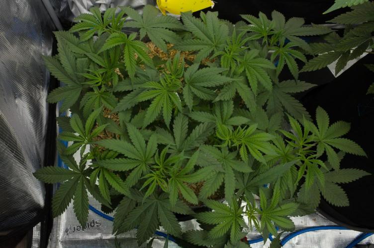 Pink Banana Runtz Dutch Passion. Week 5 - Day 35