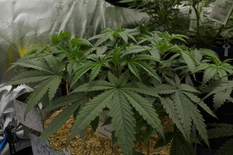 Pink Banana Runtz Dutch Passion. Week 5 - Day 35
