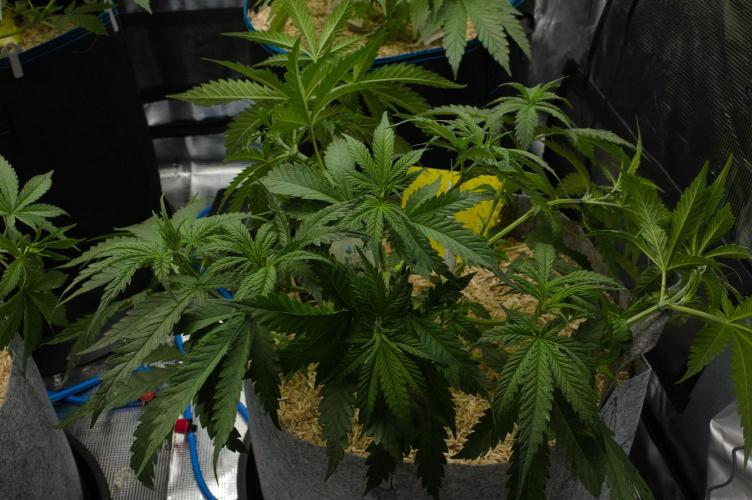 Orangu Tangie Monkey Genetics. Week 5 - Day 34 after defo