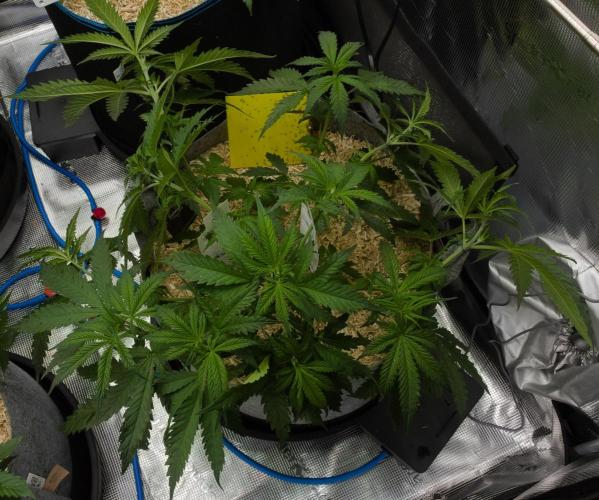 Orangu Tangie Monkey Genetics. Week 5 - Day 34 after defo