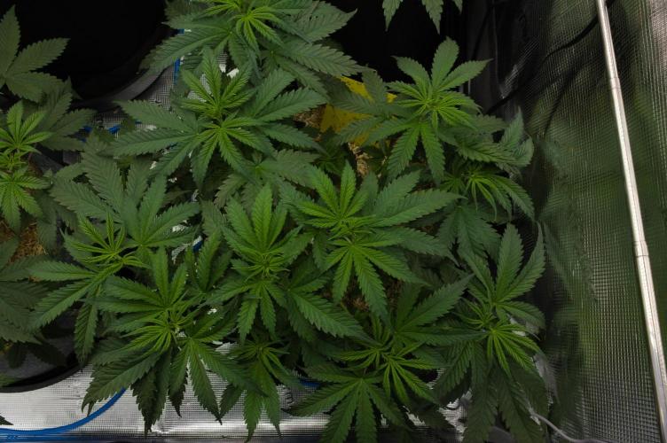 Orangu Tangie Monkey Genetics. Week 5 - Day 35