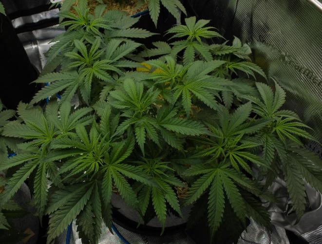 Orangu Tangie Monkey Genetics. Week 5 - Day 35