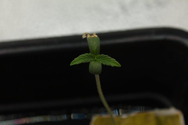 Sour Sherb Sensi Seeds. Week 0 - First veg day started