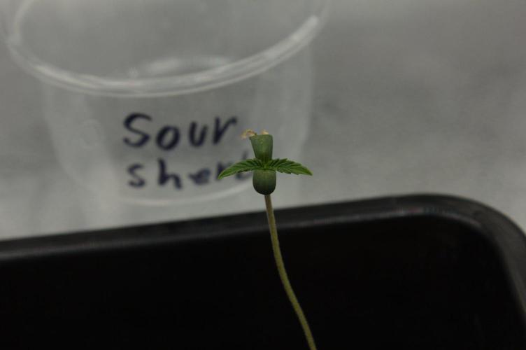 Sour Sherb Sensi Seeds. Week 0 - First veg day started