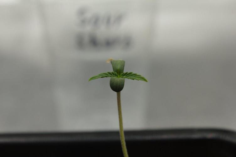 Sour Sherb Sensi Seeds. Week 0 - First veg day started