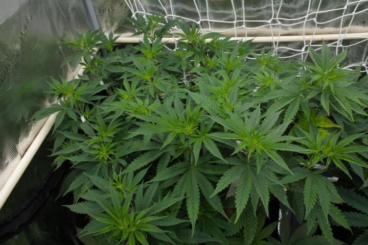 Lemon Z Dutch Passion. Week 6 - Day 42