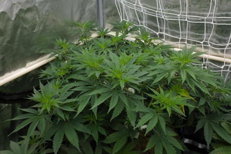 Lemon Z Dutch Passion. Week 6 - Day 42