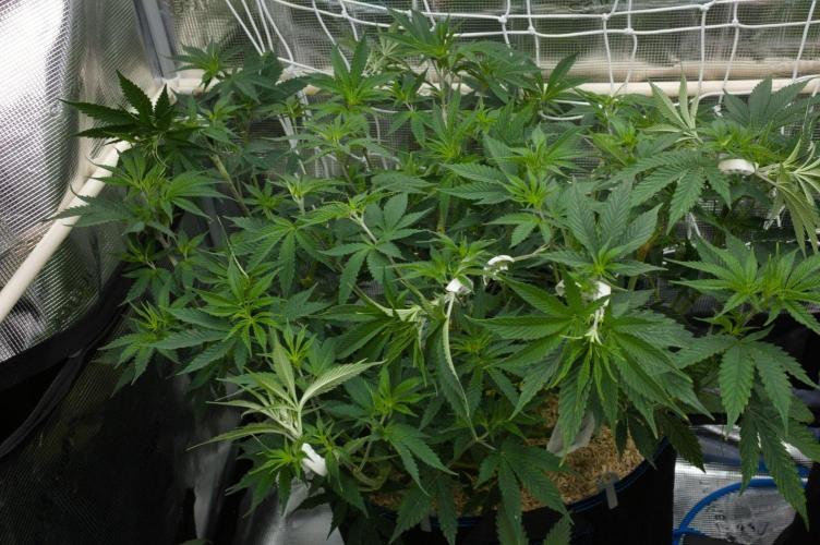 Lemon Z Dutch Passion. Week 6 - Day 42