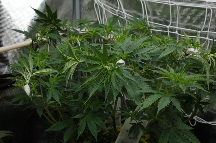 Lemon Z Dutch Passion. Week 6 - Day 42