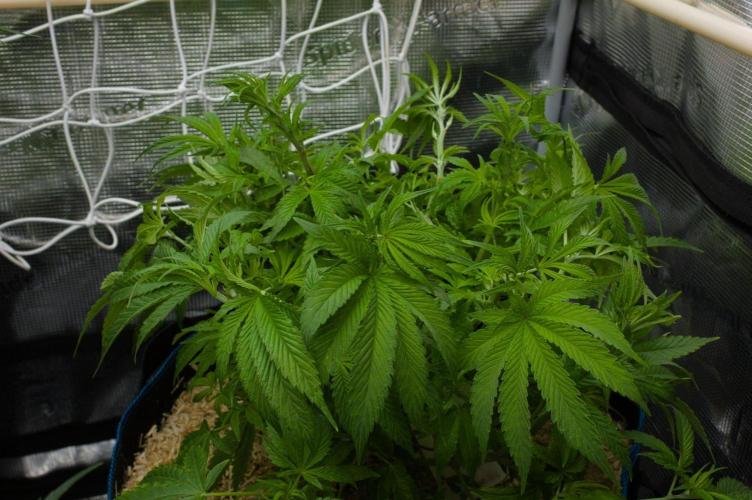 Forbidden Orange HappyPlant420. Week 6 - Day 42