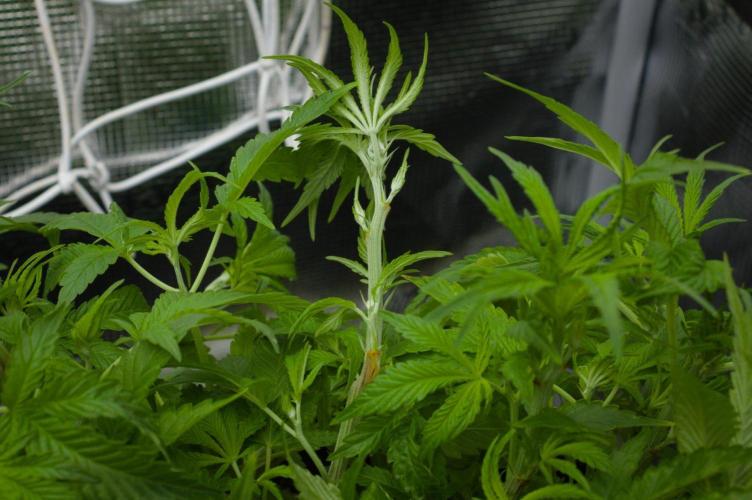 Forbidden Orange HappyPlant420. Week 6 - Day 42