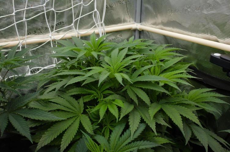 Forbidden Orange HappyPlant420. Week 6 - Day 42