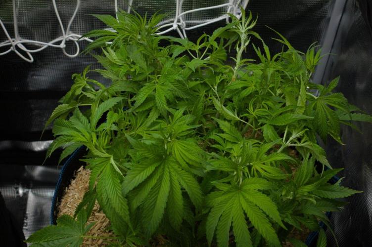 Forbidden Orange HappyPlant420. Week 6 - Day 42