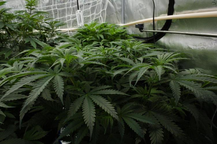 Orangu Tangie Monkey Genetics. Week 6 - Day 42