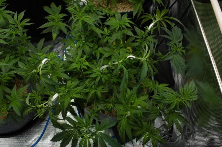 Orangu Tangie Monkey Genetics. Week 6 - Day 42