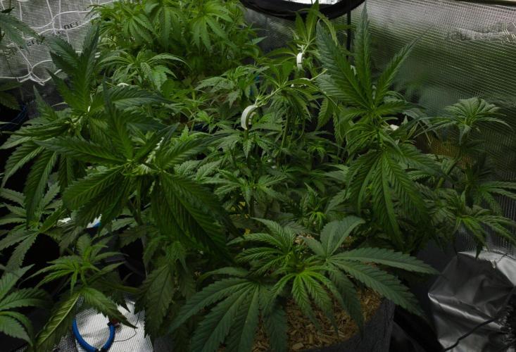 Orangu Tangie Monkey Genetics. Week 6 - Day 42
