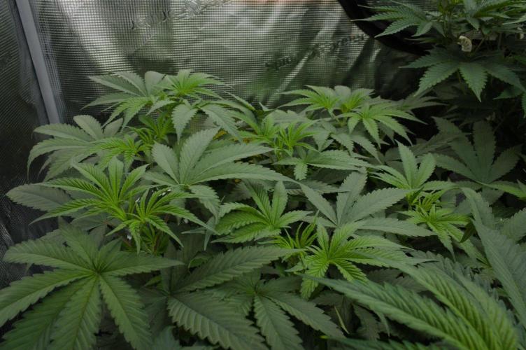 Pink Banana Runtz Dutch Passion. Week 6 - Day 42