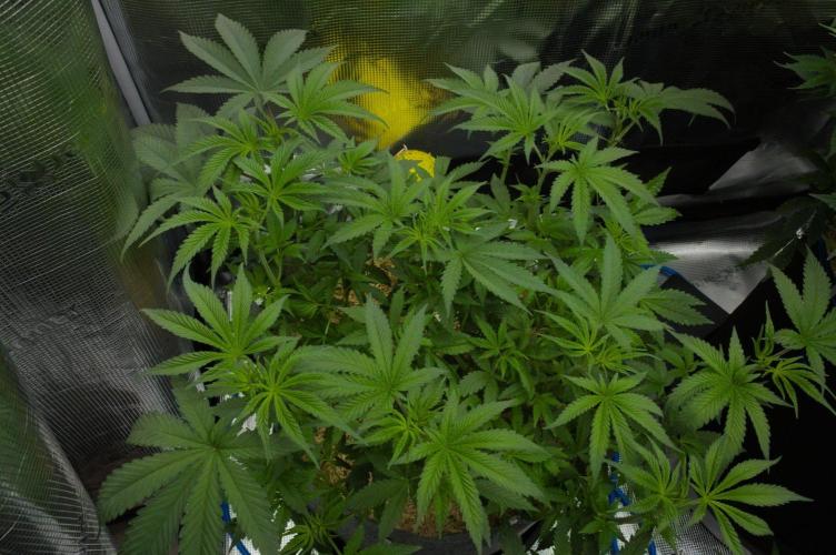 Pink Banana Runtz Dutch Passion. Week 6 - Day 42