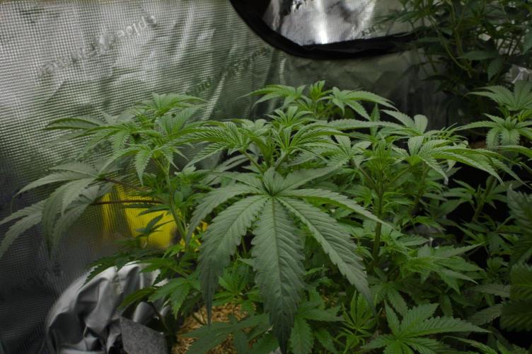 Pink Banana Runtz Dutch Passion. Week 6 - Day 42
