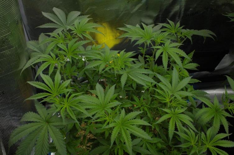 Pink Banana Runtz Dutch Passion. Week 6 - Day 42