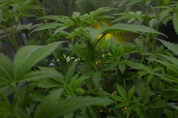 Pink Banana Runtz Dutch Passion. Week 6 - Day 42