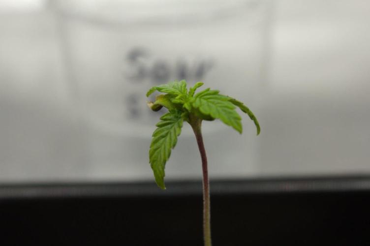 Sour Sherb Sensi Seeds. Week 1 - Day 7