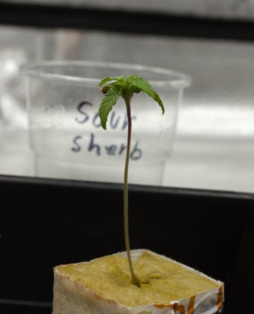 Sour Sherb Sensi Seeds. Week 1 - Day 7