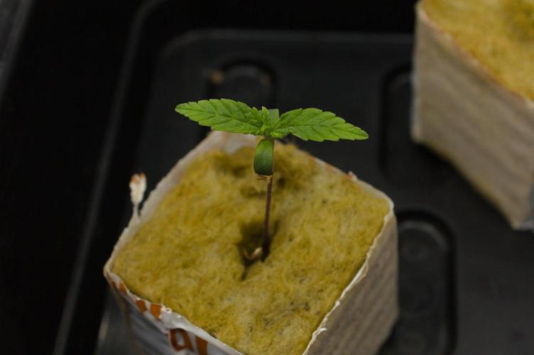 Wedding Crasher Chronic&Caviar. Week 1 - Day 7