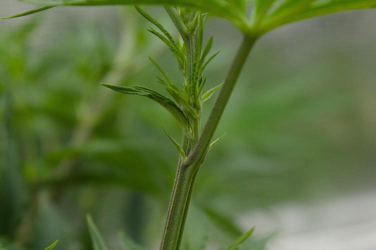 Lemon Z. Week 7