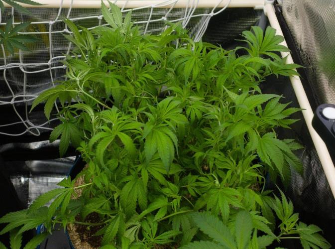 Forbidden Orange HappyPlant420. Week 7 - Day 49