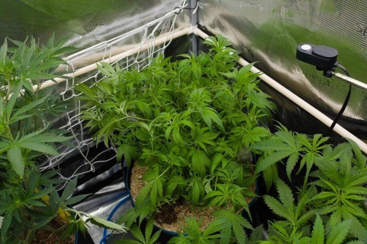 Forbidden Orange HappyPlant420. Week 7 - Day 49