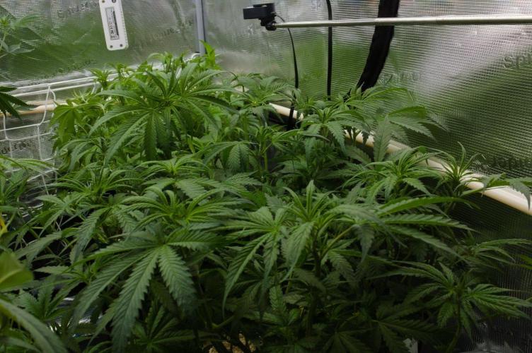 Orangu Tangie Monkey Genetics. Week 7 - Day 49