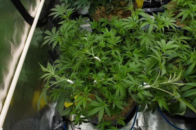 Pink Banana Runtz Dutch Passion. Week 7 - Day 49