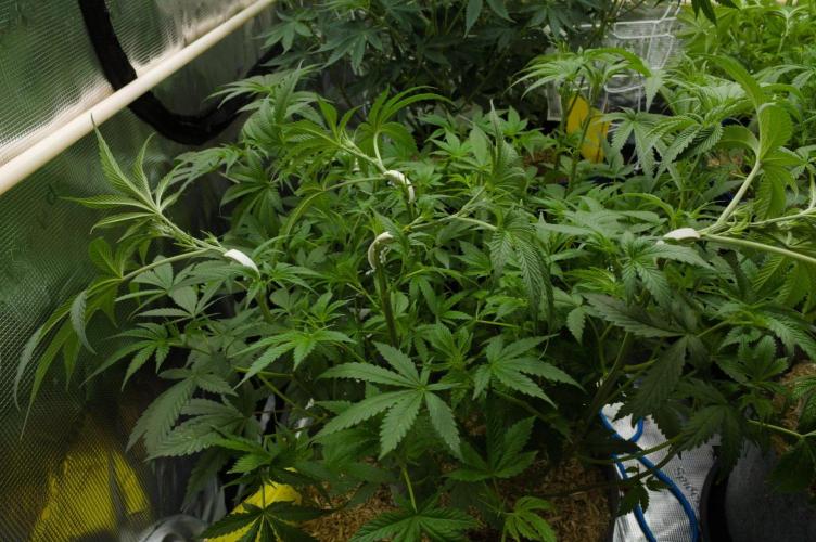 Pink Banana Runtz Dutch Passion. Week 7 - Day 49