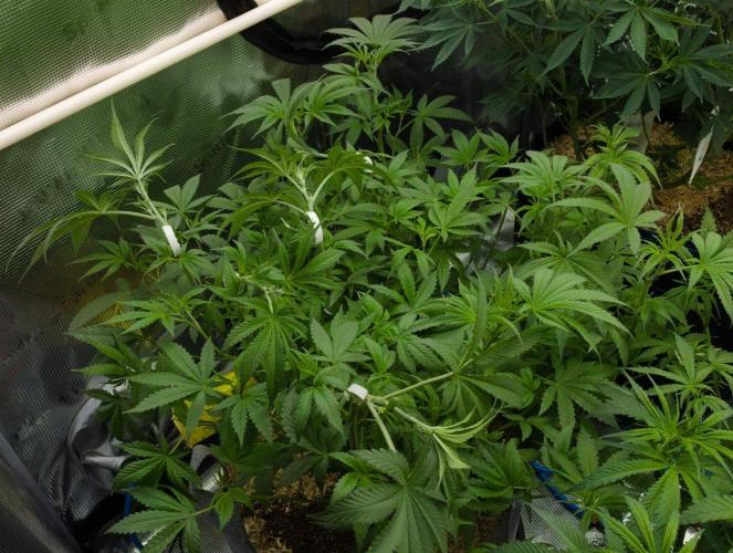 Pink Banana Runtz Dutch Passion. Week 7 - Day 49