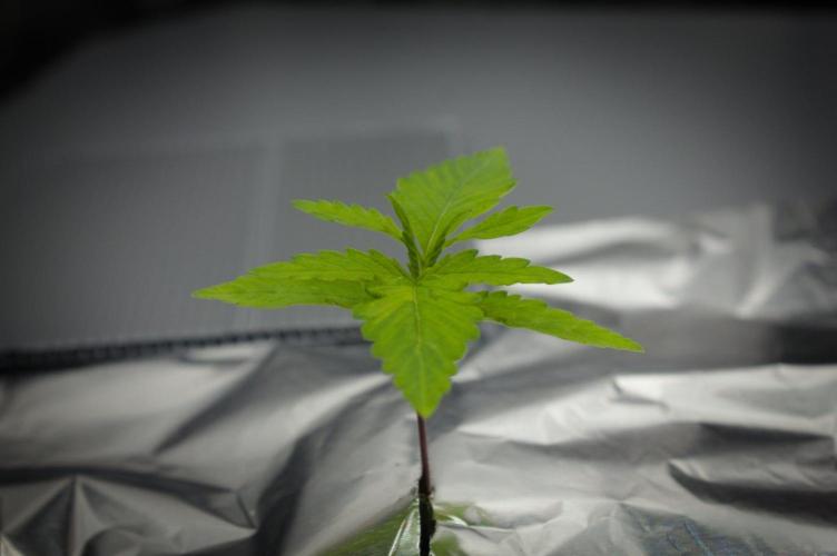 Wedding Crasher Chronic&Caviar. Week 2 - Day 14